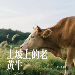 土坡上的老黄牛