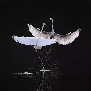 【BEAT】''锦衣卫''