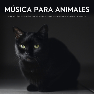 Maullidos Y Ladridos