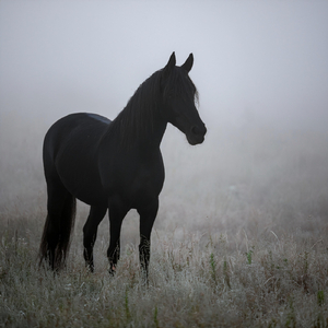 Smärta ljuger aldrig