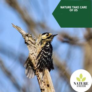 Motivating Fire Audio