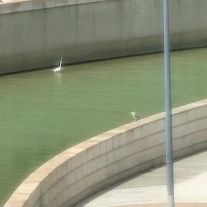 黎明合唱-冬眠植物