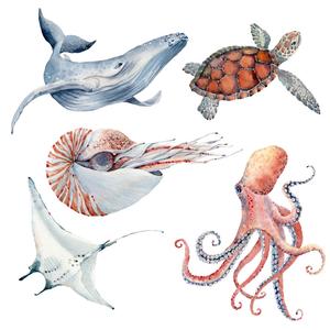 Acoustic March (Acoustic) (Acoustic)