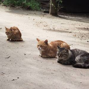 琴键上跳舞的猫