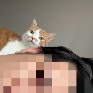猫と暮らしたら諦めないといけないこと3選２
