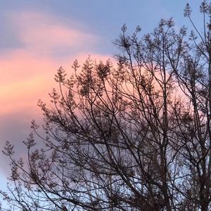 耻辱柱（cover:刘思鉴）