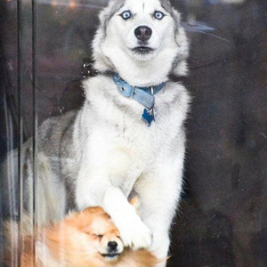 九九八十一（Cover 乐正绫 / 洛天依）