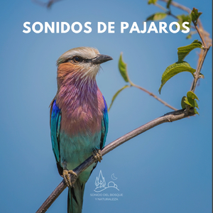 Sonidos de Pajaros (28)