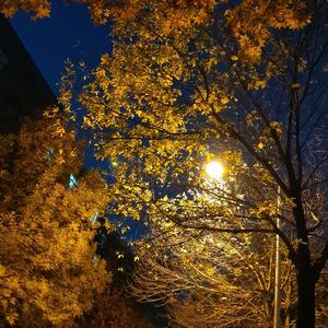 乱世书（轻雪藏不住 眉间风华）