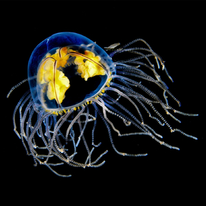 Always Needed Something (feat. Emma Grace)