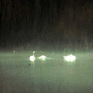 swans (feat. crayon)