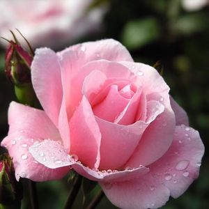 此情可待成追忆，只是当时已惘然