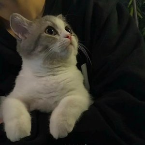 Shock drum（越南鼓）