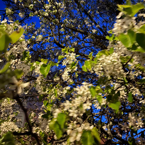 Real Ones (feat. Majeed)