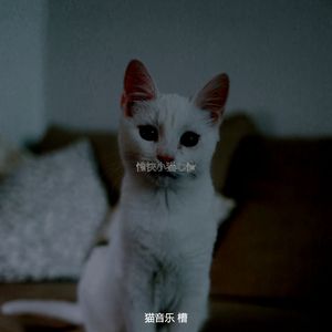 诗意的可爱猫咪节奏