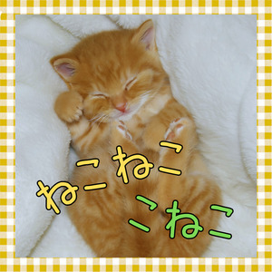 ねこねここねこ