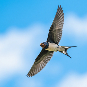 Betapa besar rasa ini