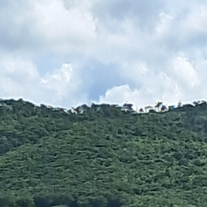 Não Sou Mais Aquele Cego