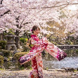 桜舞い散る振袖はらう