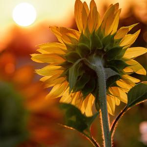 国风舒缓温暖叙事