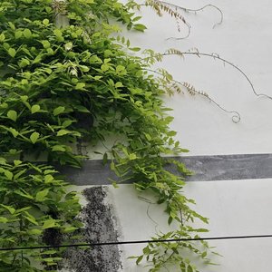 碎石