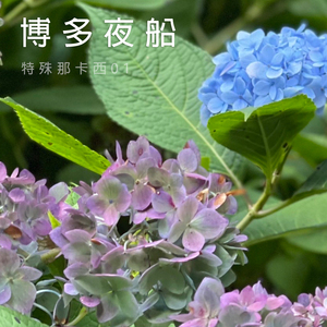 流浪天涯三兄妹