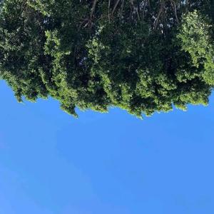 梦幻丽莎发廊（翻自 五条人）