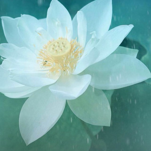 三生石三生路（Cover 阿兰）