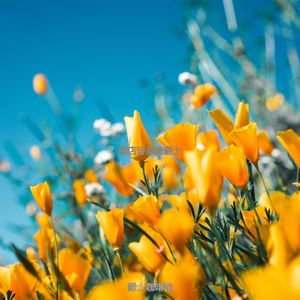 适合酒店抒情的音乐