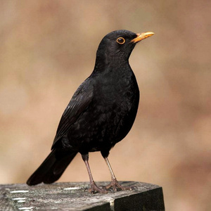 性感黑鸟在线偷车喊你起床