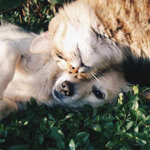 Dog & Cat