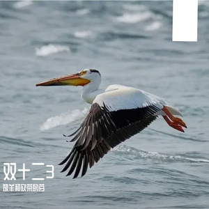 宁静的回声