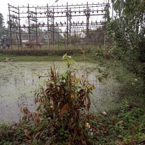 Phuisa