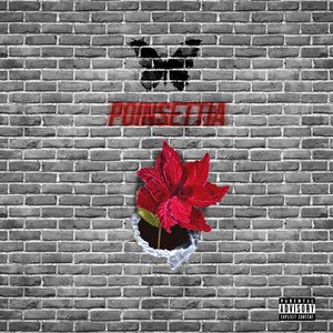 Poinsettia