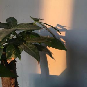 美好事物 （cover：房东的猫）