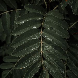 Velas De Viento en El Horizonte