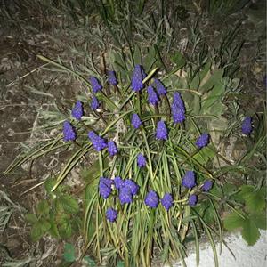 RÖSTER (feat. Perka)