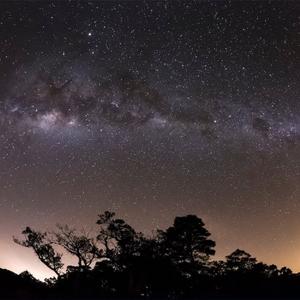 梧桐树的花开（古筝）