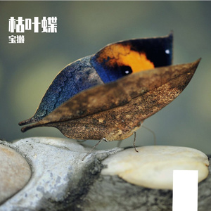 枯叶蝶 伴奏