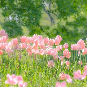 晨光明媚·新的希望 放松振奋