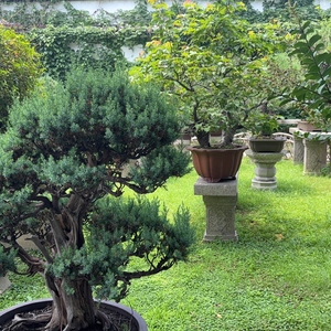 不羡仙