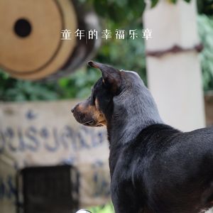 童话般的乐园之夜 (吉他)