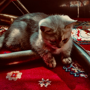 shark.shake.shine.（prod by 金桔ORANG3）