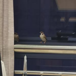 妈妈离家出走了