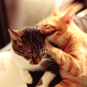 我想我是真的喜欢你