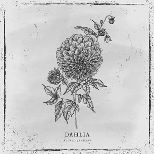 Dahlia