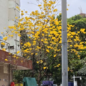 我想做你的眼睛