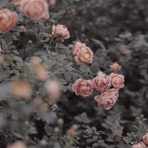 TA（翻自 不是花火呀）