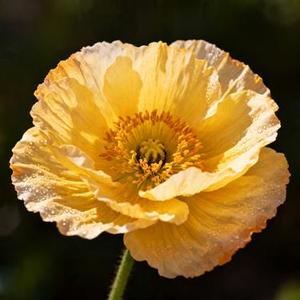 四季予你 (是鱼呀 Remix)