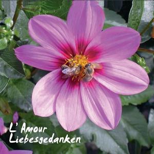 Liason